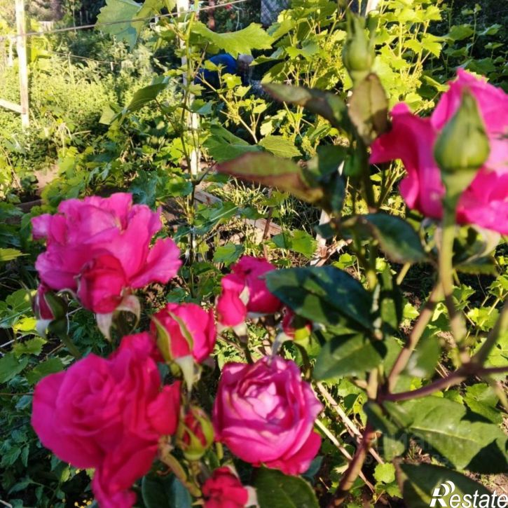 2-комн квартира ул Бабушкина, 50,  д. 50